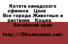 Котята канадского сфинкса › Цена ­ 15 - Все города Животные и растения » Кошки   . Алтайский край